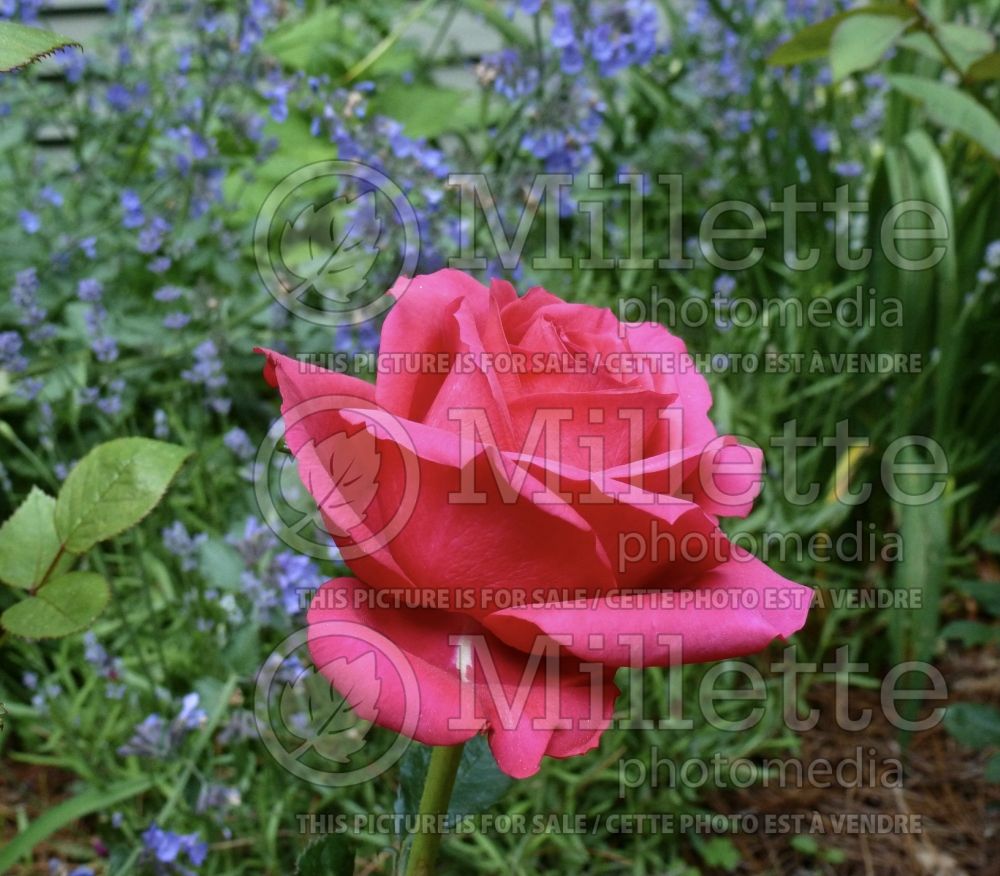 Rosa Double Knockout Red (Shrub Rose) 1