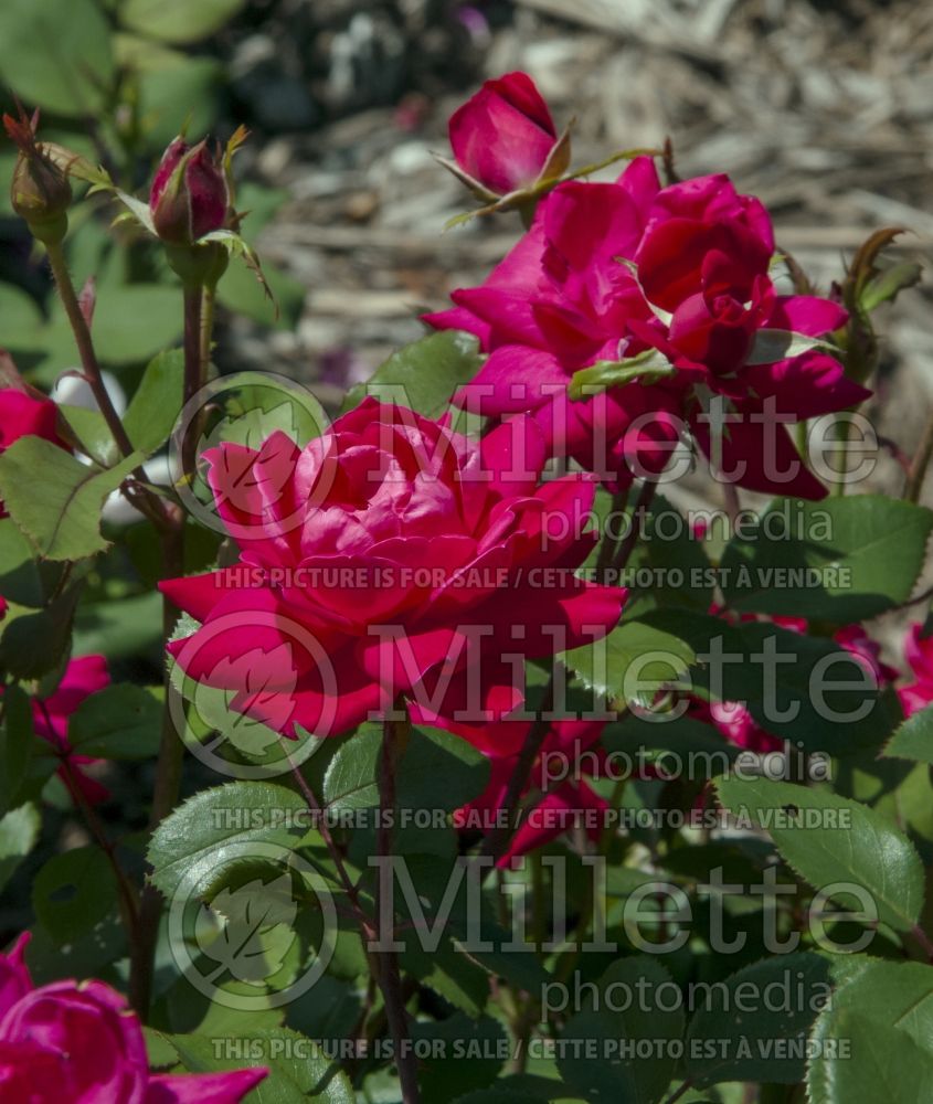 Rosa Double Knockout Red (Shrub Rose) 8