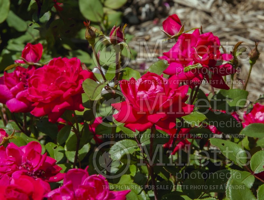 Rosa Double Knockout Red (Shrub Rose) 9