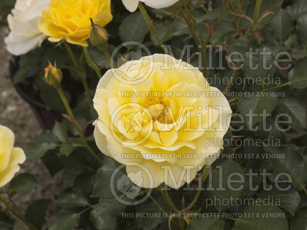 Rosa Easy Elegance Yellow Submarine (Shrub Rose) 1