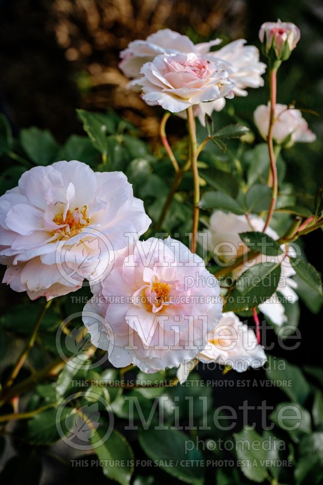 Rosa Elegant Fairy Tale (Floribunda Rose) 1 