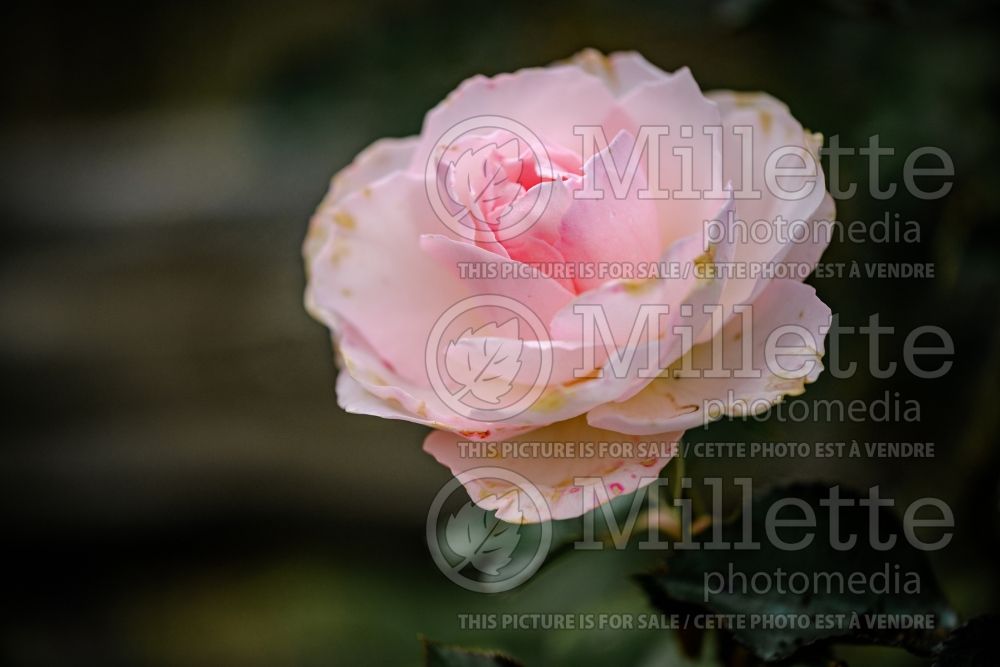 Rosa Elegant Fairy Tale (Floribunda Rose) 2 