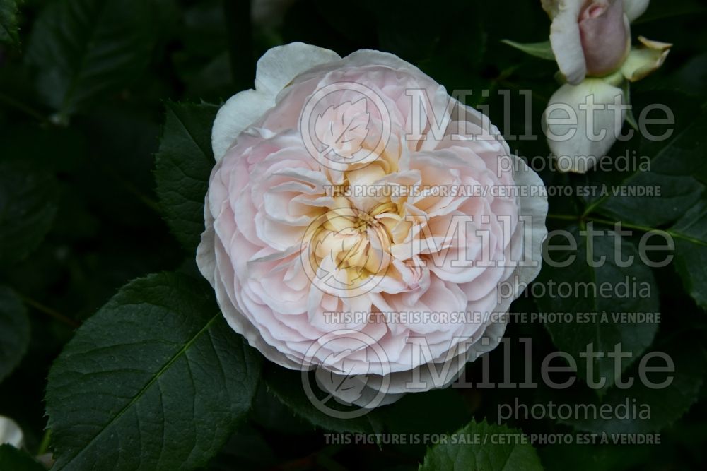 Rosa Emily Bronte (Shrub Rose) 2 