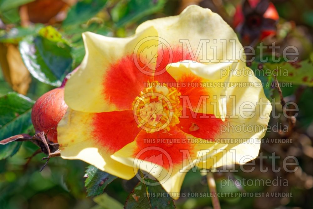 Rosa Eye of the Tiger (Floribunda Rose) 1 
