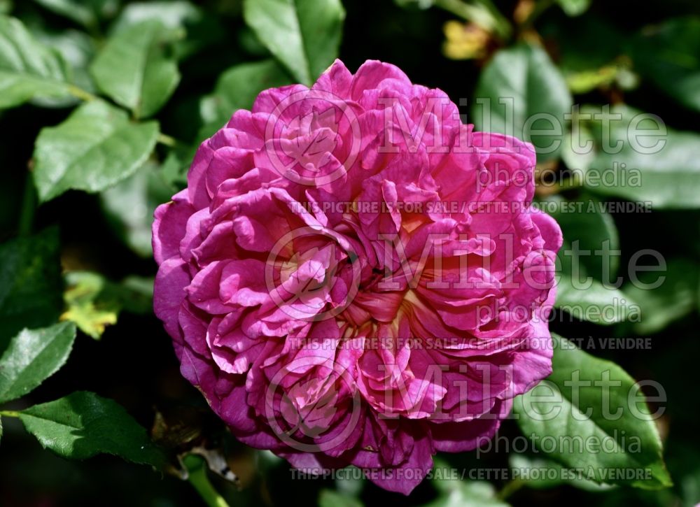 Rosa Gabriel Oak (Shrub Rose) 1