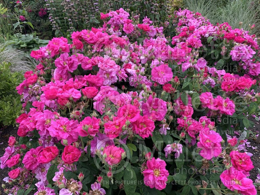 Rosa Officinalis (Shrub rose) 2