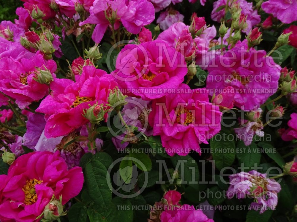 Rosa Officinalis (Shrub rose) 3