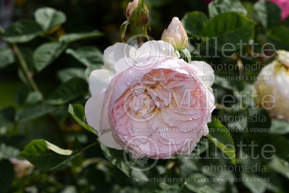 Rosa Gentle Hermione (English shrub Rose) 1