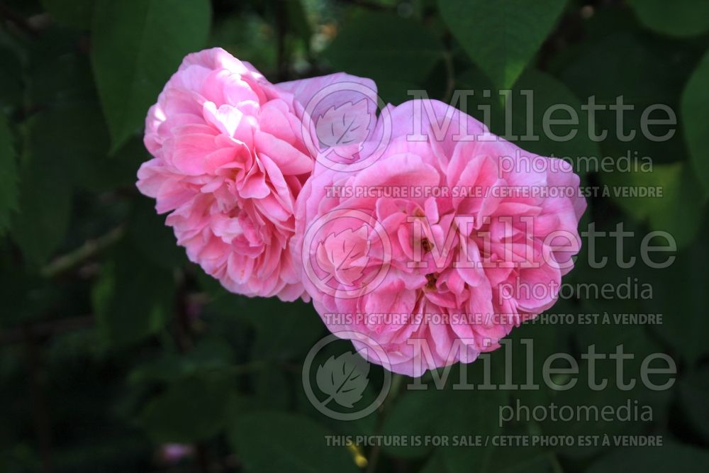 Rosa Gertrude Jekyll (Shrub Rose) 8