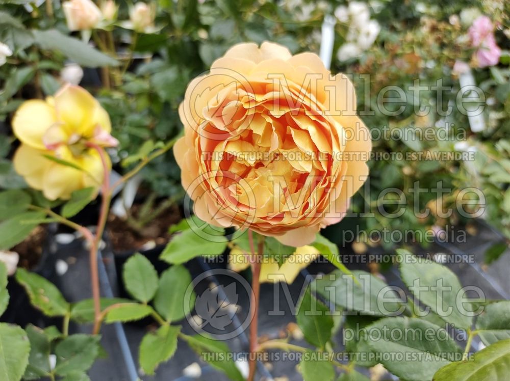 Rosa Golden Celebration (Shrub Rose) 4