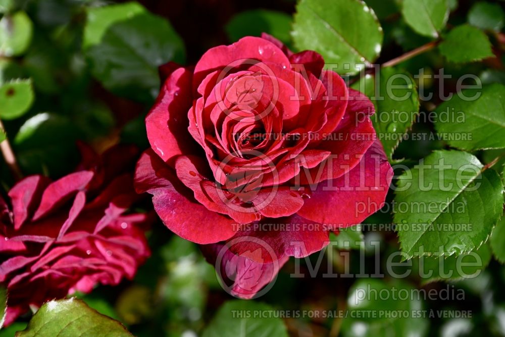 Rosa Gypsy Soul aka Eleganza (Hybrid Tea Rose) 1 