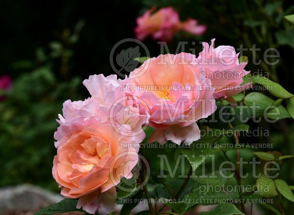 Rosa Heaven on Earth (Floribunda Rose) 2