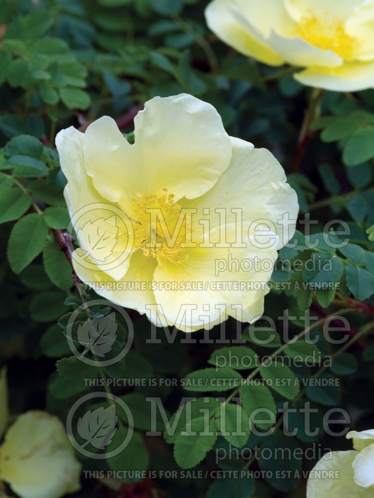 Rosa hugonis (Wild Rose) 1