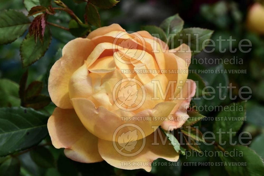 Rosa Lady of Shalott aka Ausnyson (Shrub rose) 5