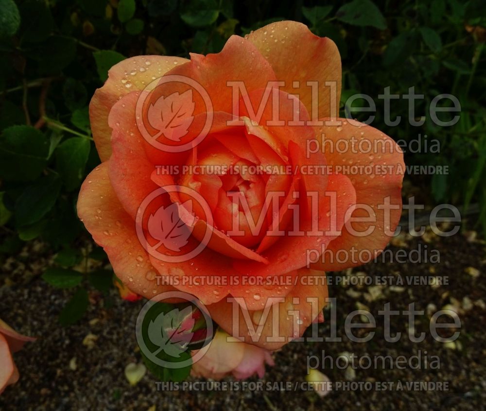 Rosa Lady of Shalott aka Ausnyson (Shrub rose) 3