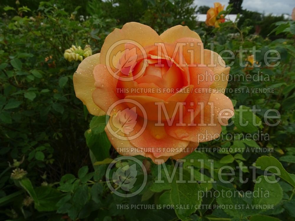 Rosa Lady of Shalott aka Ausnyson (Shrub rose) 4