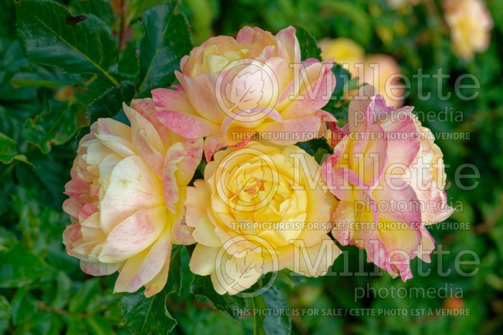 Rosa Lampion (Floribunda Rose) 1