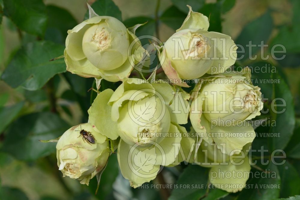 Rosa Lovely Green (Floribunda Rose) 1