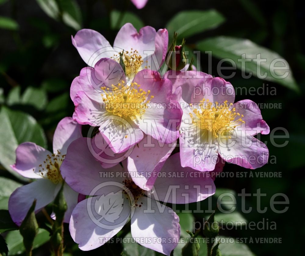 Rosa Lyda Rose (Shrub Rose) 1 