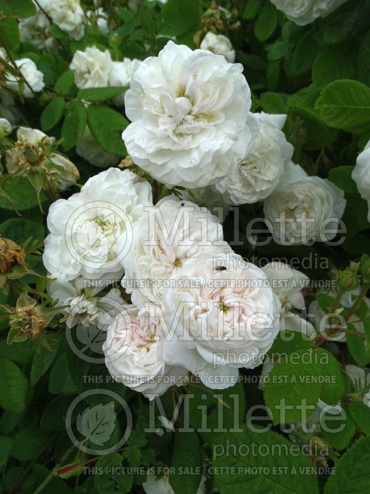 Rosa Madame Hardy aka Mme Hardy (Old shrub Rose) 1 