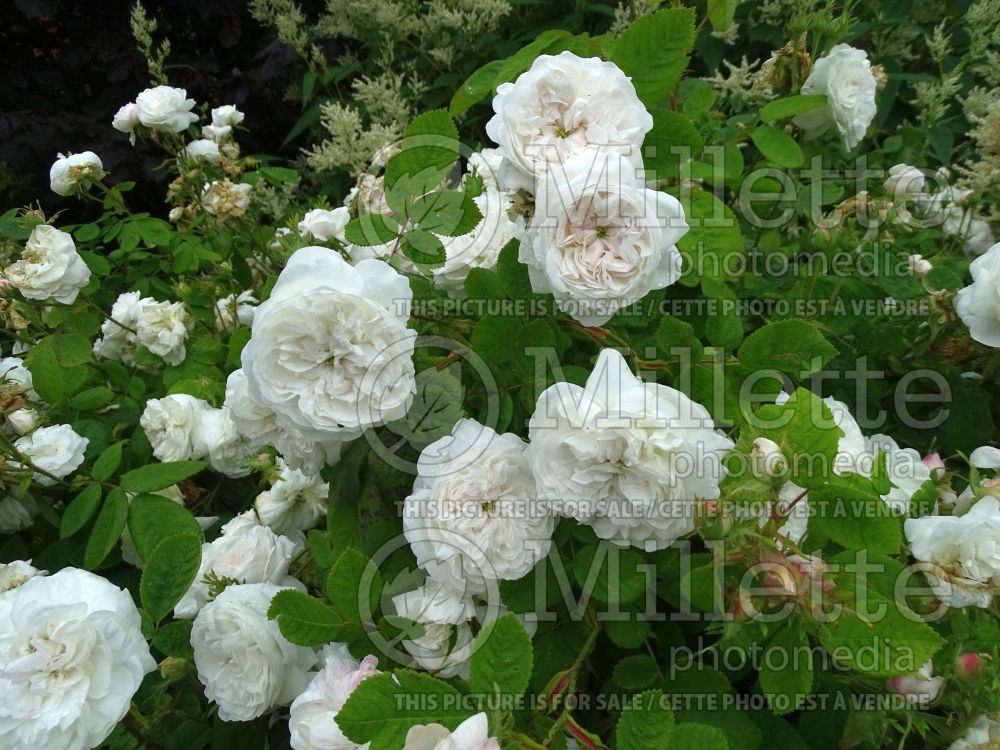 Rosa Madame Hardy aka Mme Hardy (Old shrub Rose) 3
