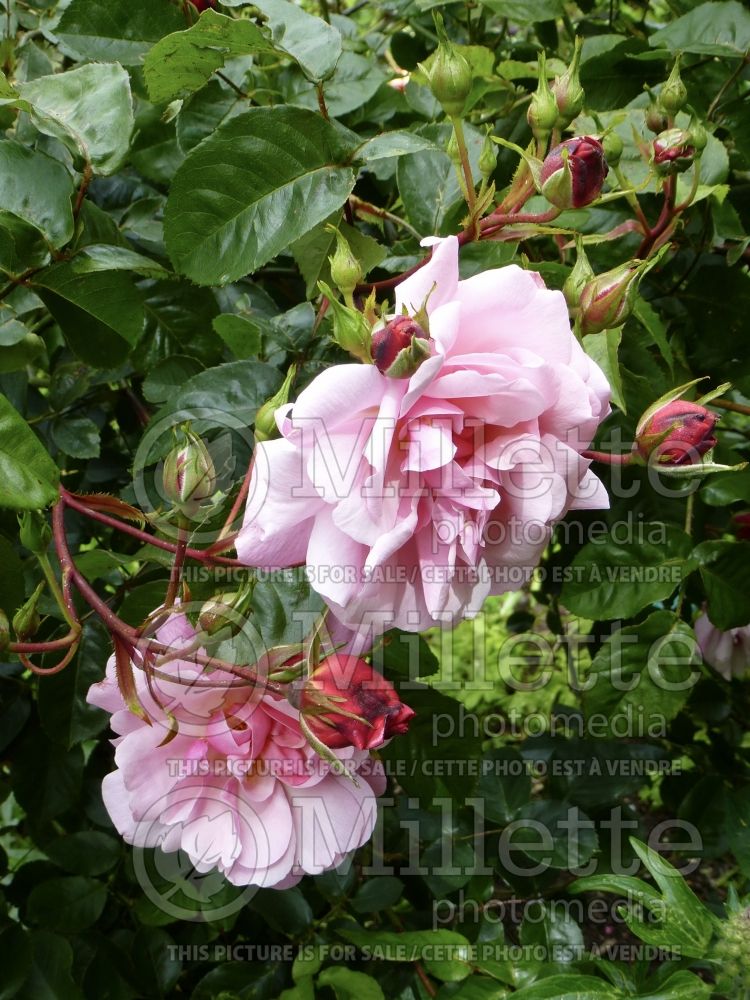 Rosa Marcel Bourgoin (Shrub Rose) 1 