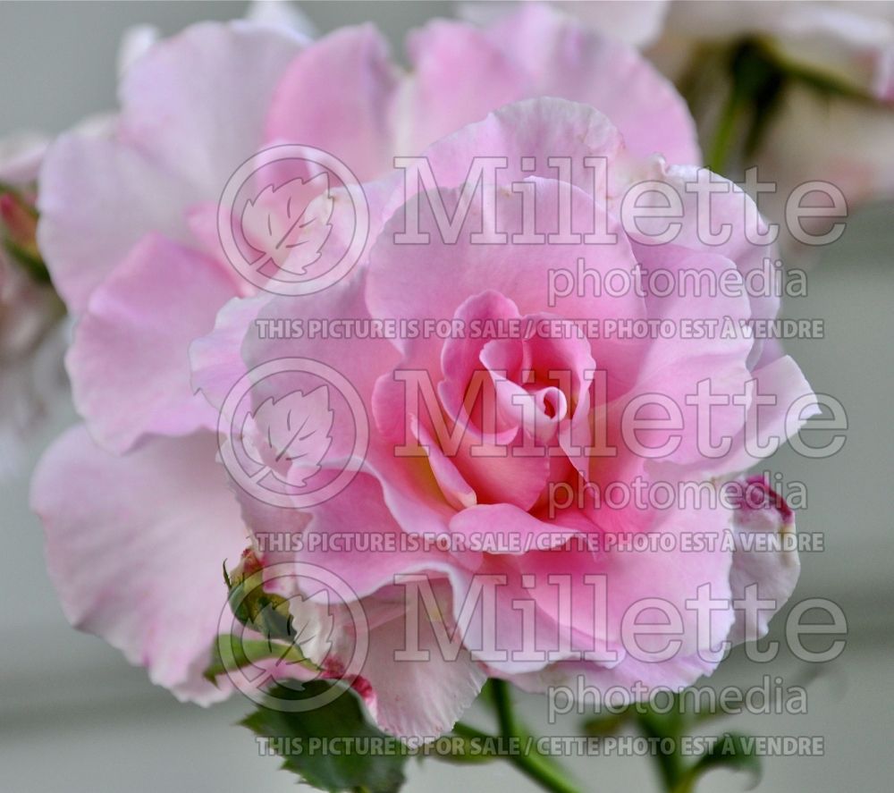 Rosa Marinette (Shrub Rose) 1 
