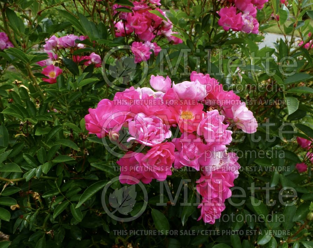Rosa Martha's Vineyard (shrub rose) 1 