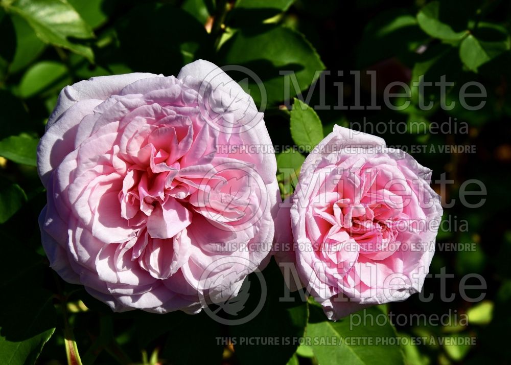 Rosa Mystic Beauty (Shrub Bourbon Rose) 1