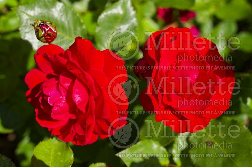 Rosa Nina Weibull (Floribunda rose) 2 