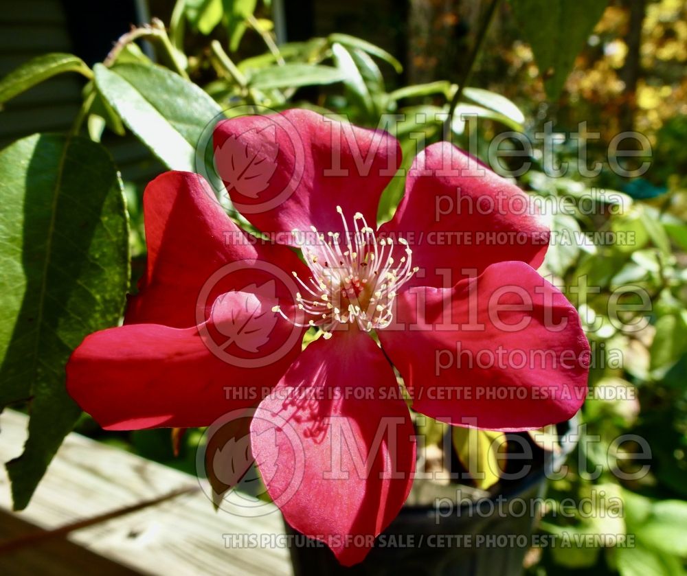 Rosa Bengal Crimson (shrub rose) 2 