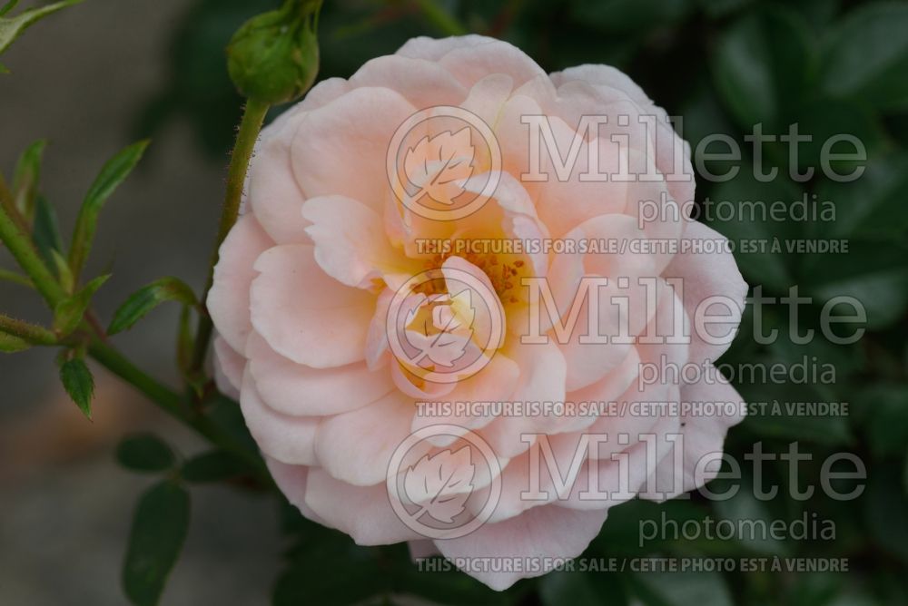 Rosa Peach Clementine (Shrub Rose) 1