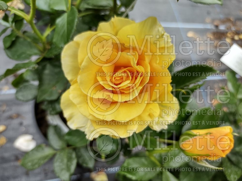 Rosa Phab Gold (Floribunda Rose) 1