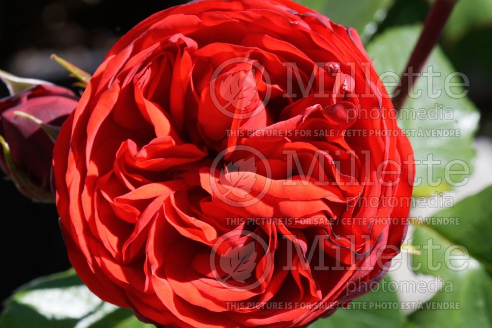 Rosa Piano (Hybrid tea Rose) 1