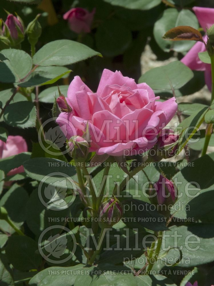Rosa Pink Double Knockout (Shrub Rose) 15