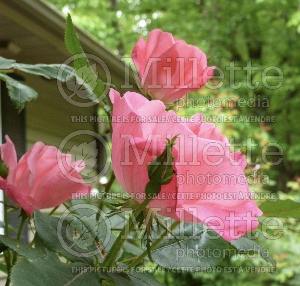 Rosa Pink Double Knockout (Shrub Rose) 12