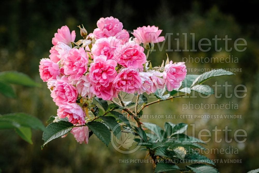 Rosa Pink F. J. Grootendorst (Shrub Rose) 4