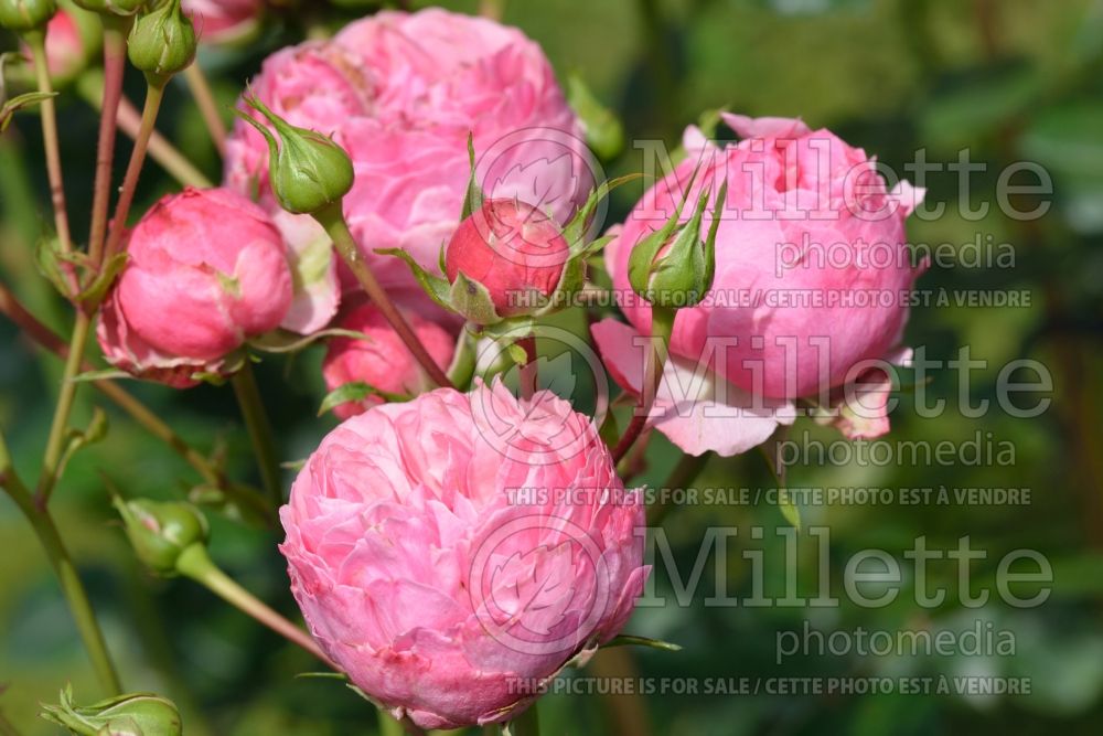 Rosa Pomponella (Floribunda rose) 2 