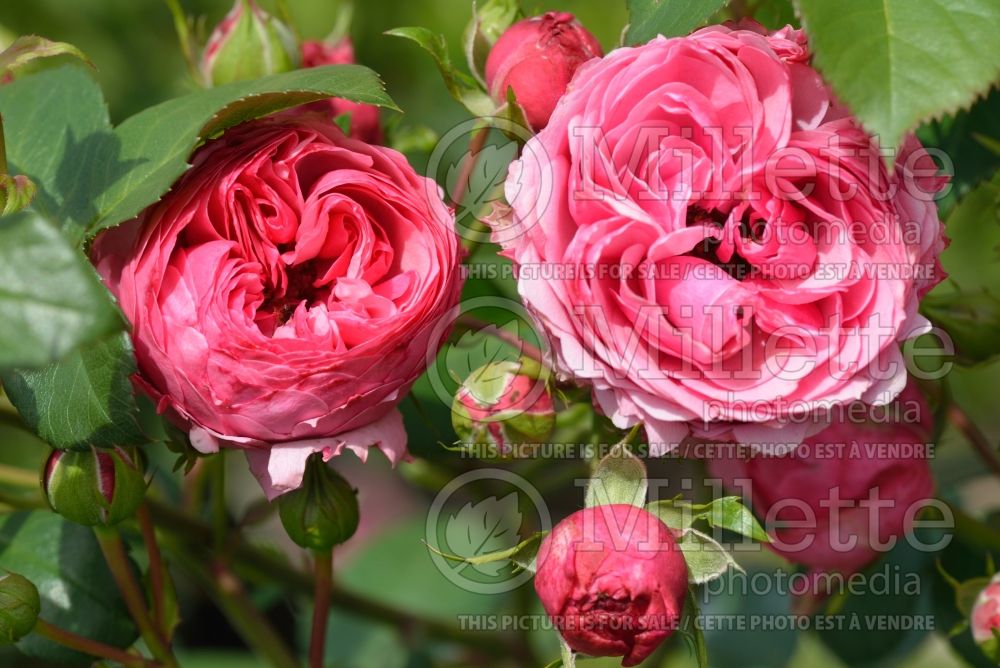 Rosa Pomponella (Floribunda rose) 3 