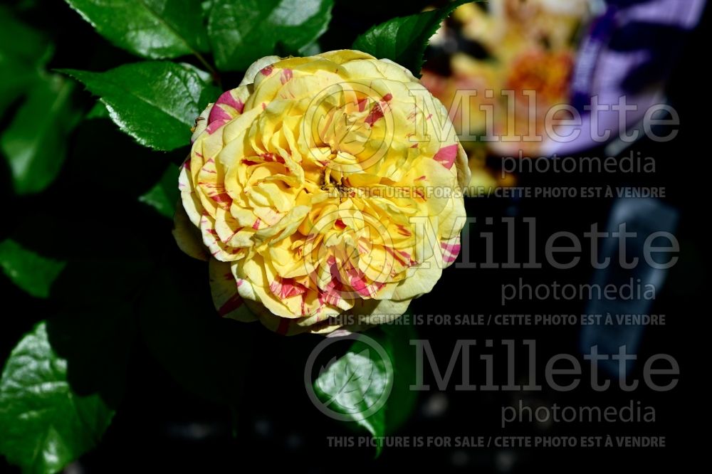 Rosa Pop Art (Grandiflora Rose) 3 