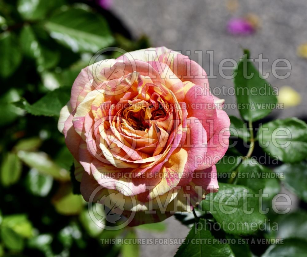 Rosa Pop Art (Grandiflora Rose) 1 