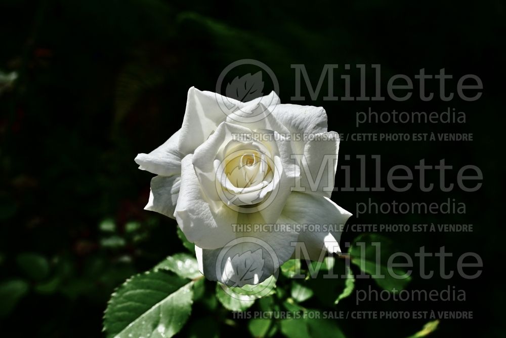 Rosa Pope John Paul II (Hybrid Tea  Rose) 2