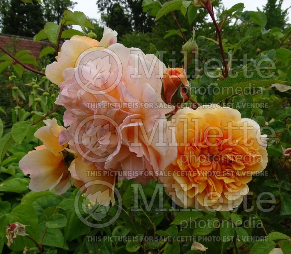 Rosa Port Sunlight (Shrub Rose) 1