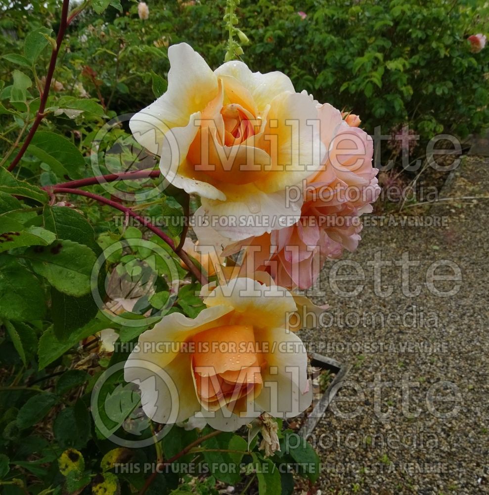 Rosa Port Sunlight (Shrub Rose) 2
