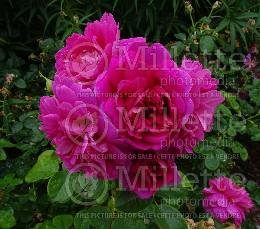 Rosa Princess Anne (Shrub Rose) 4