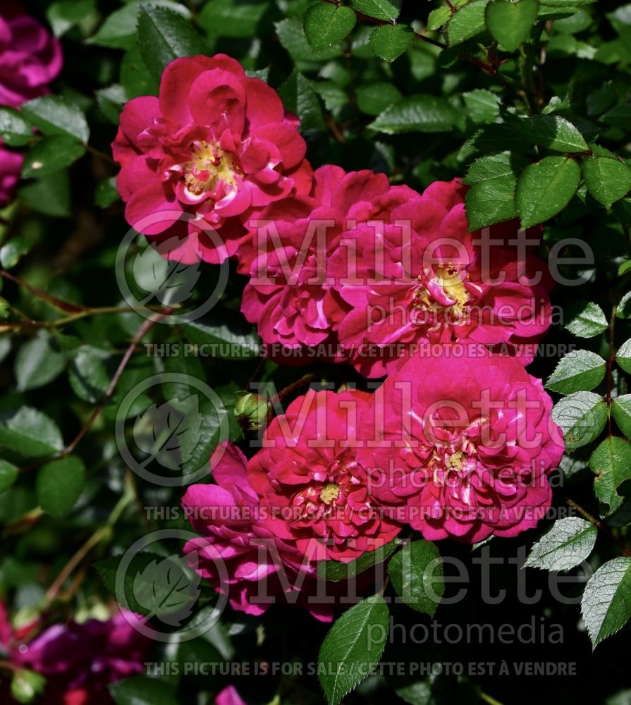 Rosa Purple Rain aka Vigorosa (Shrub Rose) 3