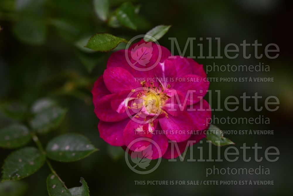 Rosa Purple Rain aka Vigorosa (Shrub Rose) 2