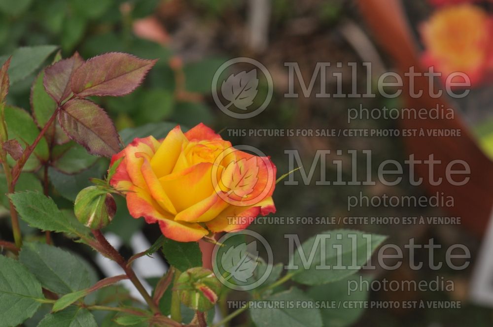 Rosa Rainbow Sunblaze Rose aka Rosa Meigenpi (floribunda Rose) 1 