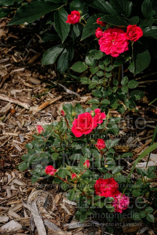 Rosa Raspberry Sunblaze (Miniature Rose) 1