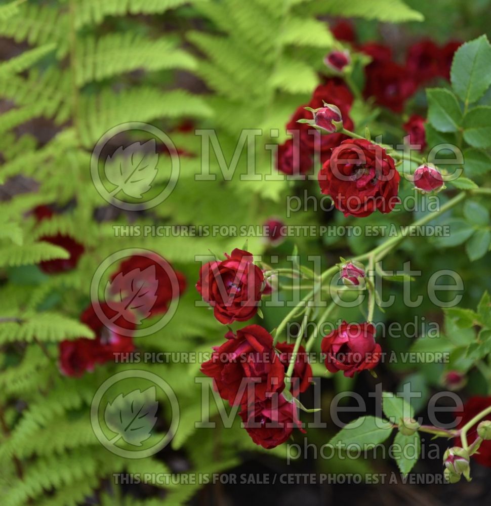 Rosa Red Cascade (miniature rose) 1